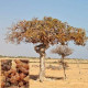 Encens myrrhe : Encens Naturel en grains, 50 gr