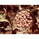 Ecoidées, Fèves de Cacao Biologiques Entières Crues - Non Torréfiées, 400g